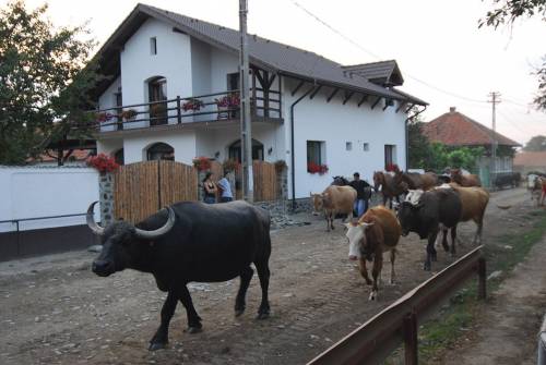 Vacanta 2025 la poalele Fagarasului Cartisoara Pensiunea Casa Mosului***